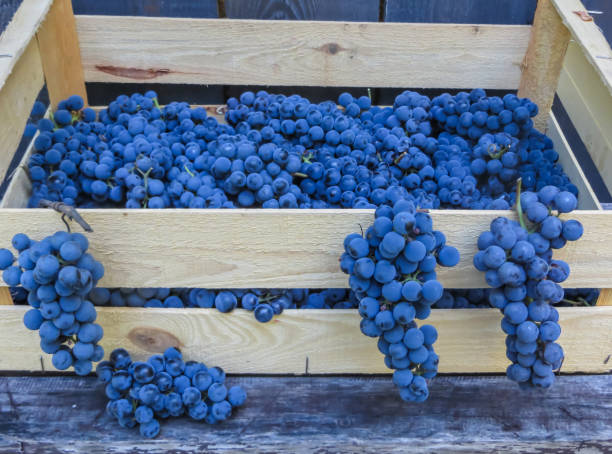 istock A whole box filled with ripe, organic blue grapes. 1166663196