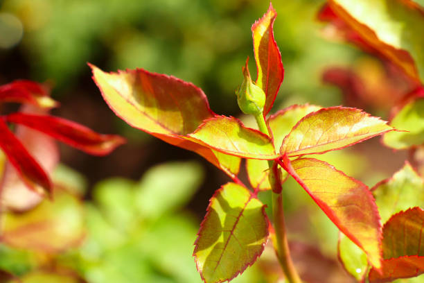 istock Unopened bud of a red rose on a natural background 1166664613