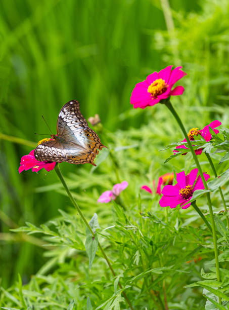 istock Butterflies, flower and freedom 1166664755