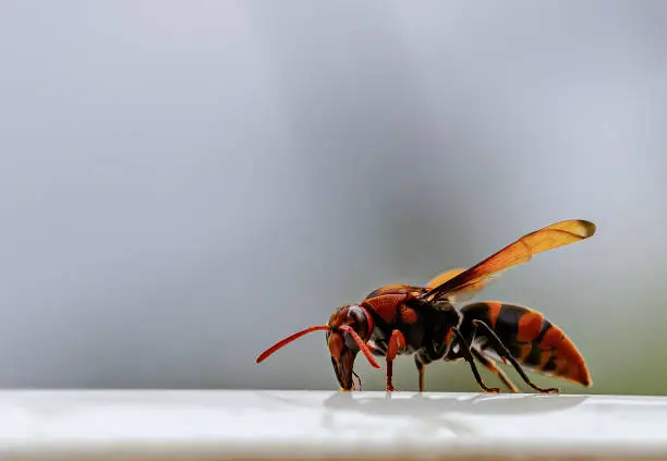 Hornet is sucking minerals from the steel plate