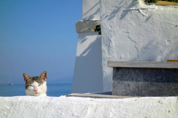 Proud cat sitting with closed eyes behind white wall in Corfu Greece. Summer warm day