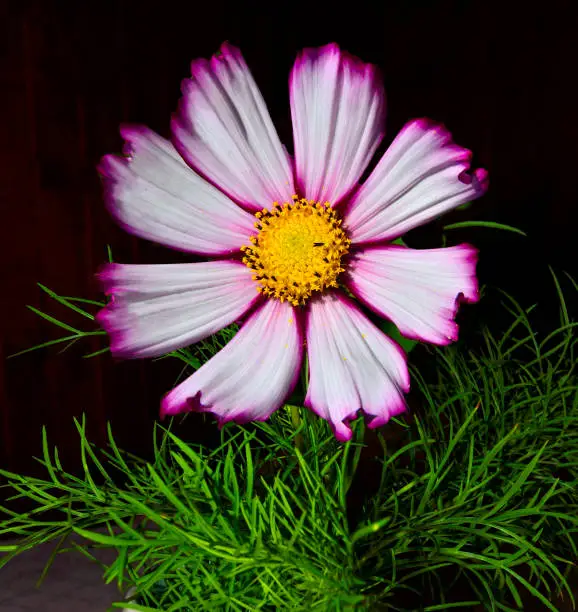 Vintage pink Cosmea flower with green leaves close up on black background. Beautiful single Cosmos flower with delicate pink with magenta edges of petals