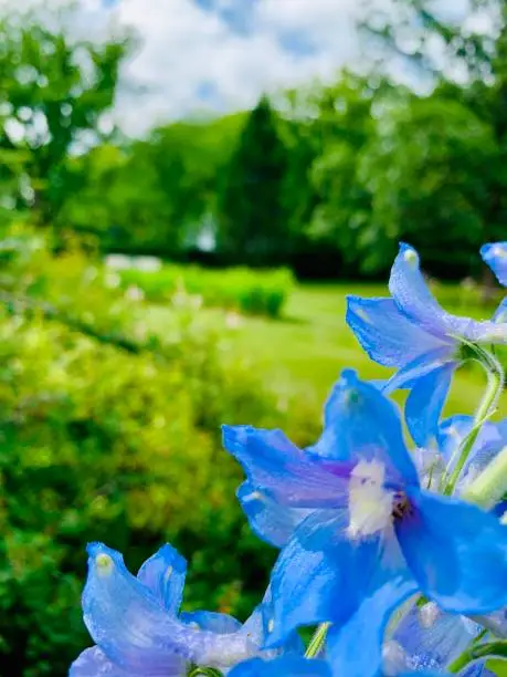 Photo of Blue Beauty