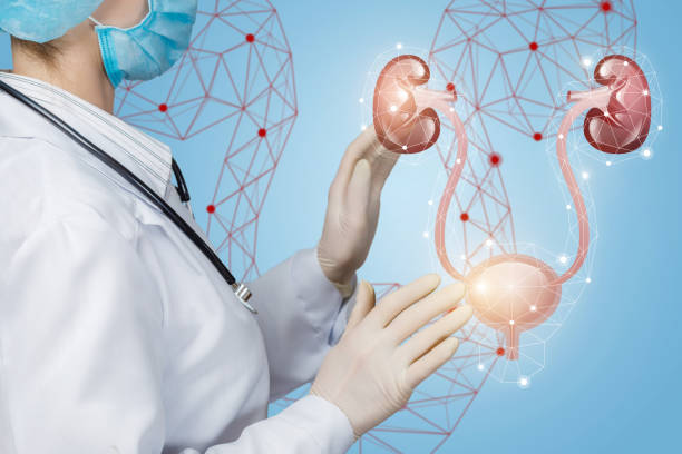 istock The doctor makes examination of the urinary system . 1166667036