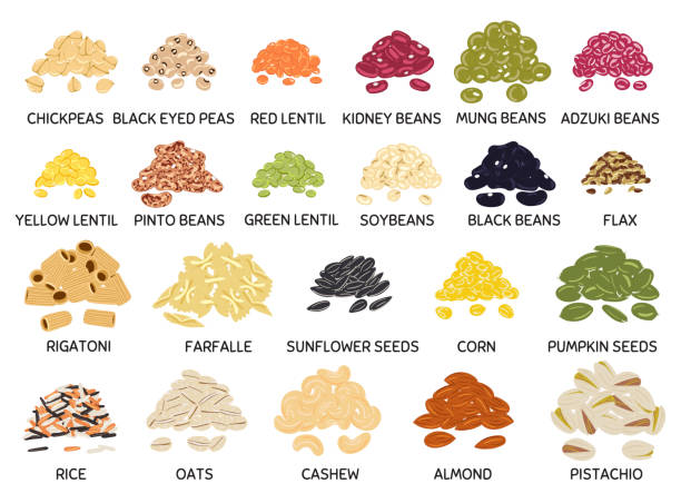 豆、豆類、種子、ナッツの手描きベクトルのセット - bean legume lentil vegan food点のイラスト素材／クリップアート素材／マンガ素材／アイコン素材
