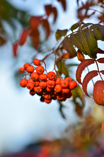 Rowan on a branch. Red rowan. Rowan berries on rowan tree. Sorbus aucuparia.