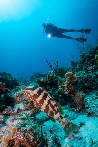 istock Nassau grouper (Epinephelus striatus) and diver 1166668825