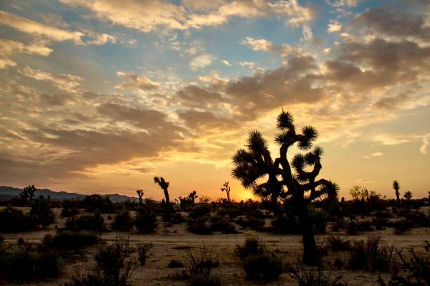 istock Sunset in the Southern California Desert 1166668964