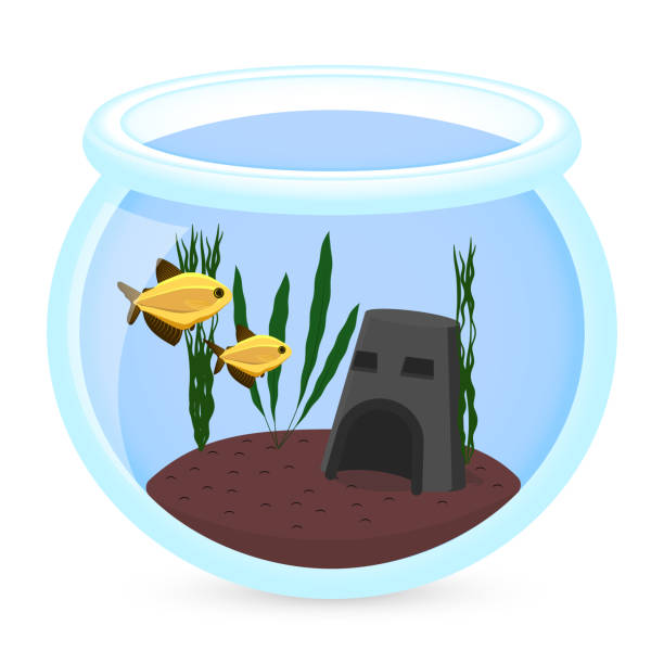 illustrazioni stock, clip art, cartoni animati e icone di tendenza di illustrazione di pesci d'acquario vettoriali con acqua, alghe. colorato cartone animato piatto acquario animale domestico marino per il tuo design - fish tank