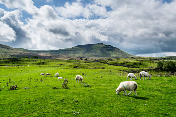 istock Whernside mountain. Yorkshire Dales National Park 1166669084