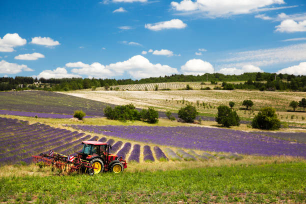 Lavender field at Sault, provence