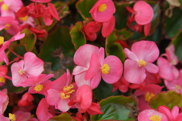 istock Pink blooming flowers. 1166670779