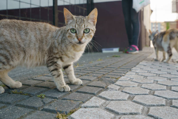 istock Homeless cat communicate with people 1166670787