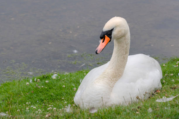 istock Mute swan resting on grassy verge at water's edge. 1166670908