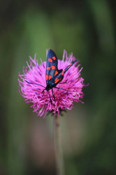 Flower, Macrophotography, Red, Triglav national park, Slovenia, Julian alps