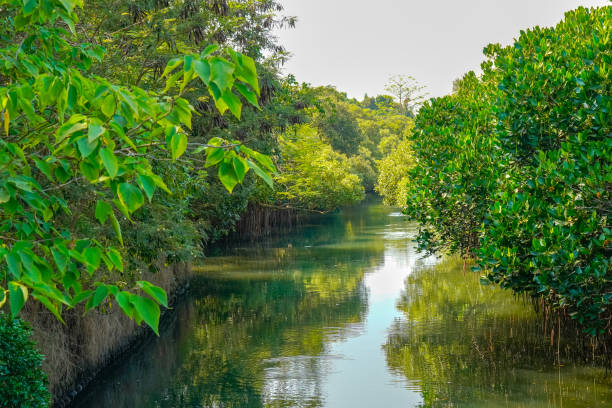 parque ecológico do túnel verde de sicao - river annan - fotografias e filmes do acervo