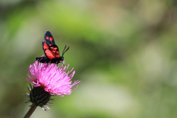 Flower, Macrophotography, Red, Triglav national park, Slovenia, Julian alps