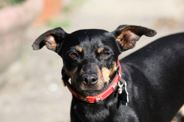 istock Close up of cute miniature Pinscher 1166672333