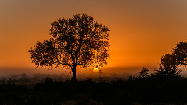 African sun rising on a very misty morning