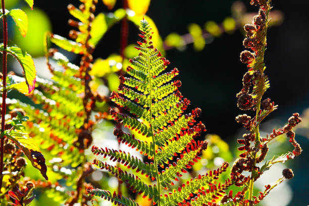 Faded green and brown bracken fern (Adlerfarn, Pteridium Aquilinum) shimmering glowing in autumn sun - Viersen, Germany