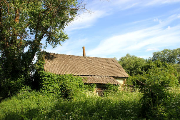 istock House in the thicket of the plants 1166672393