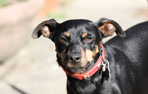 istock Close up of cute miniature Pinscher 1166672533