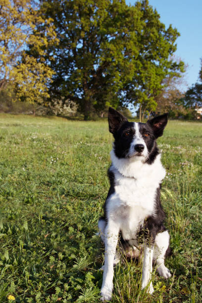 Portrait Border Collie sitting on green grass.