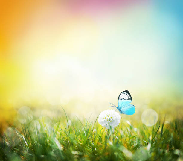 istock Green meadow with spherical white flowers at dawn. Summer landscape 1166674618