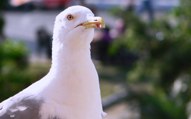 istock Close-up view of a Glaucous Winged Gull. 1166675449