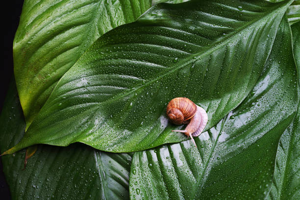 Snail on green leaves with rain drops background. Snail slime. Flat lay, top view, copy space. Beauty concept. Minimal natural layout.
