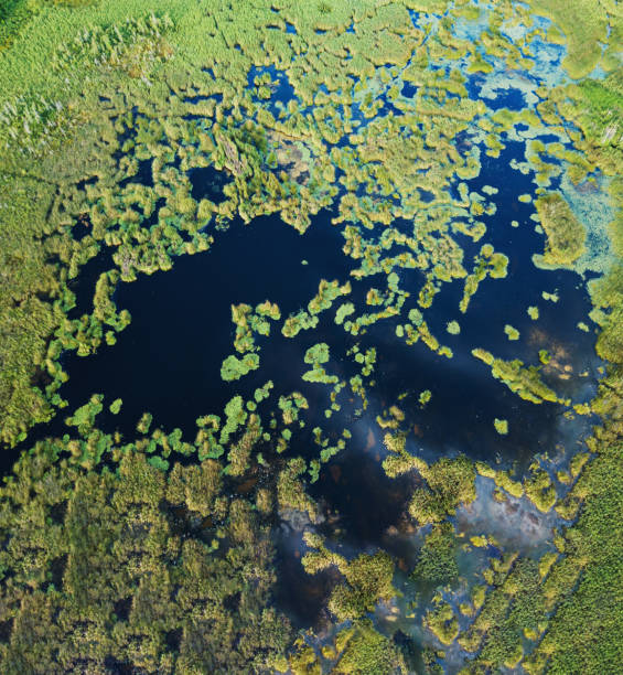 istock Aerial View of Wetlands 1166677991