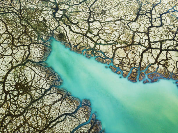 istock High Mineral Content Wetland 1166678055