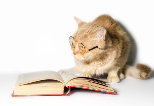 istock red cat in glasses with a book on a white background close up 1166678113