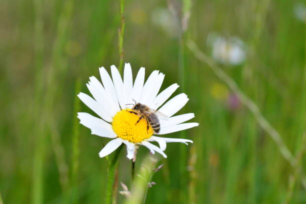 istock Bee   (  Apoidea  )  on a daisy in green nature 1166679531