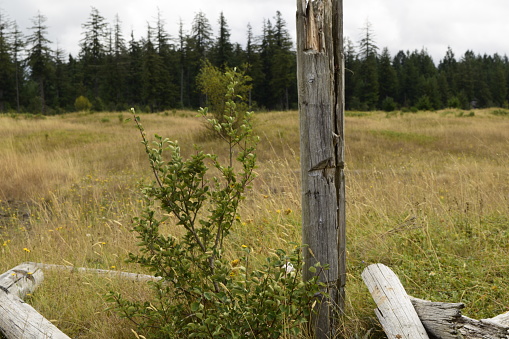 Near Littlerock, Washington, USA