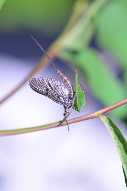 One Mayfly   (  Ephemeroptera  )   at a plant in green nature with copy space