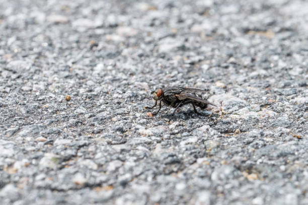 istock A large fly sits on the asphalt of a tarred road, Germany 1166680294