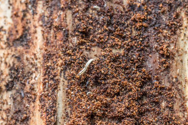istock longhorn beetle under the bark of a tree, Germany 1166680318