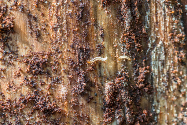 istock longhorn beetle under the bark of a tree, Germany 1166680326