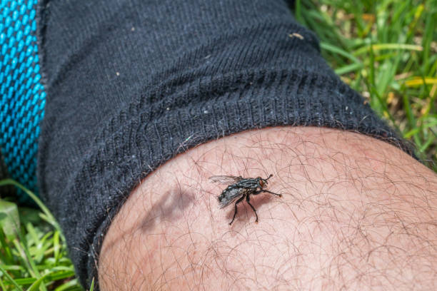 A big fly sits on one leg of a man, Germany