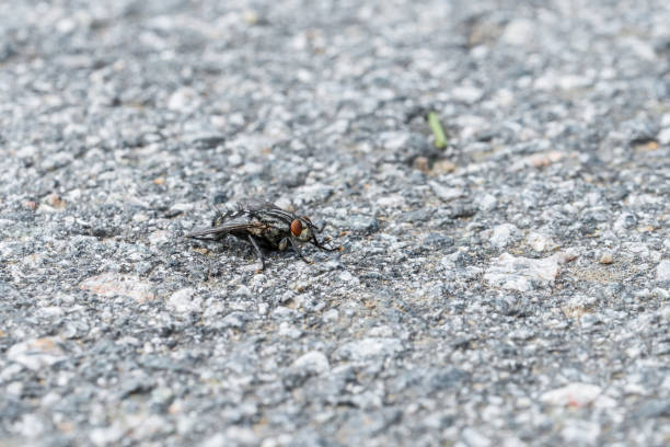istock A large fly sits on the asphalt of a tarred road, Germany 1166680486