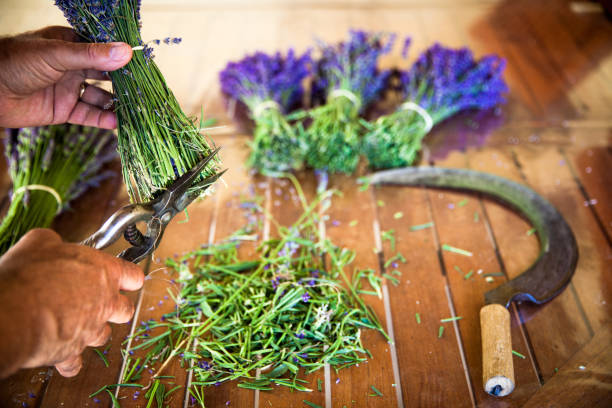 istock Bunches of lavender - series 1166680523