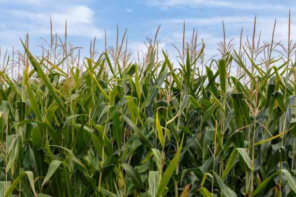 istock Detail of a corn field under a blue sky with clouds. 1166680557