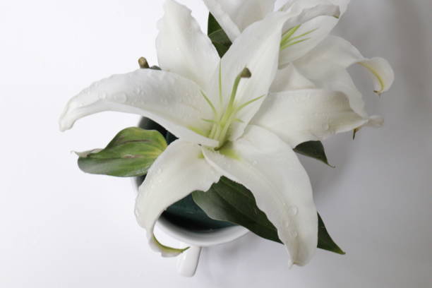 istock Close up White Lily Flower 1166681466