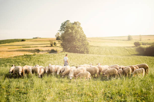 istock Herd of sheep's in summer 1166681826
