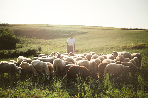 Rebaño de ovejas en verano photo