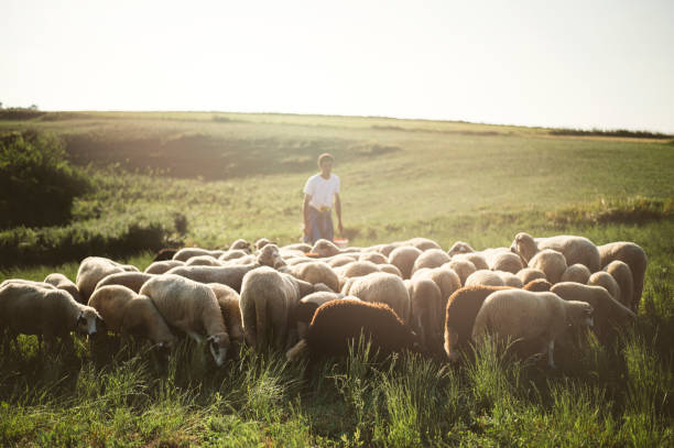 troupeau de moutons en été - gardien de moutons photos et images de collection