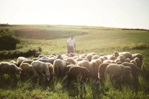 Herd of sheep's in summer. The shepherd.