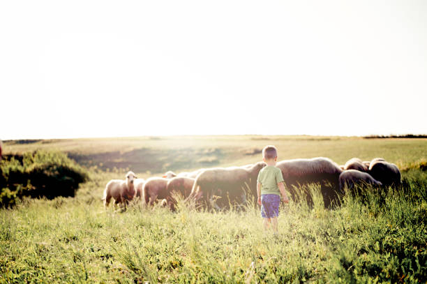 istock Little boy watching sheep graze on the lush hills 1166682611