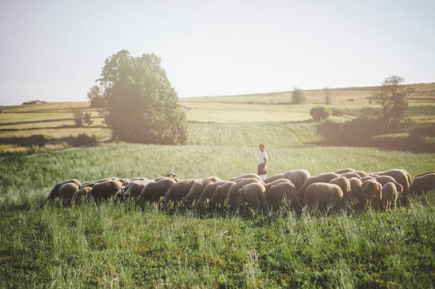 istock Herd of sheep's in summer 1166682651